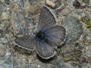 Plebeius glandon (Dunkler Alpenbläuling, Weibchen) / LYCAENIDAE/Polyommatini (Bläulinge)