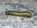 Tholera decimalis (Weissgerippte Lolcheule) / CH BE Hasliberg 1050 m,  01. 06. 2012