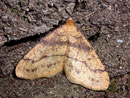 Agriopis aurantiaria (Orangegelber Breitflügelspanner) / GEOMETRIDAE/Ennominae (Spanner)