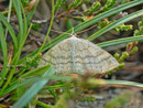 Scopula ternata (Heidelbeer-Kleinspanner) / CH UR Meiental Planggen 1688 m, 22. 07. 2013