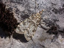 Scoparia basistrigalis / CRAMBIDAE/Scopariinae (Zünsler)