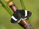 Baptria tibiale (Trauerspanner oder Christophskrautspanner) / GEOMETRIDAE