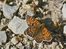 Melitaea cinxia (Gemeiner Scheckenfalter) / CH Ciernes Picat 1220 m, 01. 07. 2013
