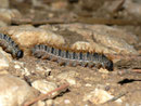 Thaumetopoea pityocampa (Pinien-Prozessionsspinner) / E Andalusien, Sierra de Cazorla 1500 m, 24. 04. 2012