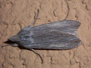 Cucullia umbratica (Schattenmönch) / NOCTUIDAE (Eulen)