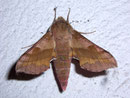 Deilephila porcellus (Kleiner Weinschwärmer) / SPHINGIDAE (Schwärmer)