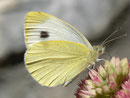 Pieris rapae (Kleiner Kohlweissling) / CH BE Hasliberg 1050 m, 09. 09. 2012