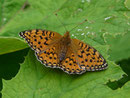 Argynnis aglaja (Grosser Perlmuttfalter, Weibchen) / CH BE Diemtigtal Grimmi 1600 m,, 19. 07. 2018 