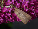 Hoplodrina blanda (Graubraune Staubeule) / NOCTUIDAE (Eulen)