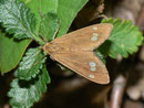 Dysauxes ancilla (Grosses Braunwidderchen) / ARCTIIDAE/Syntominae (Bärenspinner)