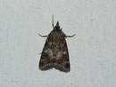 Gesneria centuriella / CRAMBIDAE/Scopariinae (Zünsler)