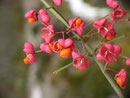 Euonymus europaeus (Gew. Pfaffenhütchen) CELASTRACEAE 