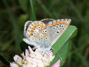 Aricia artaxerxes allous / CH VS Binn VS 1490 m, 24. 08. 2009