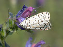 Utetheisa pulchella (Punktbär (Weibchen) / F Provence, Avignon, Rhônekanal 21 m, 12. 05. 2012