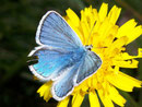 Polyommatus dorylas (Wundkleebläuling, Männchen) / LYCAENIDAE/Polyommatini (Bläulinge)