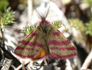 Lythria sanguinaria / GEOMETRIDAE/ Larentiinae (Spanner)