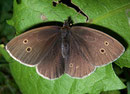 Aphantopus hyperantus (Brauner Waldvogel, Weibchen) / NYMPHALIDAE/Satyrinae (Edelfalter)