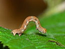 Erannis defoliaria (Grosser Frostspanner)