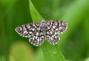 Chiasmia clathrata (Klee-Gitterspanner) / GEOMETRIDAE/Ennominae (Spanner)