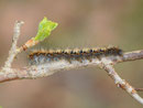 Lasiocampa quercus (Eichenspinner) / CH BE Hasliberg 1230 m, 02. 05. 2013