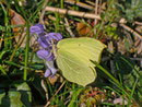 Gonepteryx rhamni (Zitronenfalter, Männchen) / CH SG Quinten Seerenwald 540 m, 07. 03. 2014