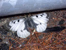 Parnassius mnemosyne (Schwarzer Apollo) / CH VS Rosswald, 18. 05. 2007