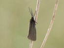 Heterogynis andalusica / HETEROGINIDAE (Feder-Widderchen)