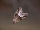 Deltote pygarga (Waldrasen-Grasmotteneulchen) / NOCTUIDAE (Eulen)
