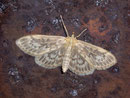 Anania lancealis / CRAMBIDAE/Pyraustinae (Zünsler)
