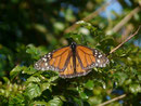 Danaus plexippus (Monarch) / Portugal Madeira Funchal, Meereshöhe, 08. 02. 2015