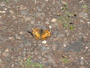 Vanessa virginiensis / Spanien, Kan. Inseln, La Gomera, San Sebastian, La Cabezada 200 m, 11. 01. 2013