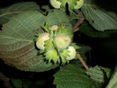 Corylus avellana (Hasel) / Corylaceae