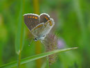 Aricia artaxerxes allous / CH VS Col de Verne 1620 m, 09. 07. 2012