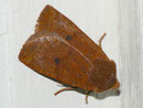 Conistra vaccinii (Heidelbeer-Wintereule) / NOCTUIDAE (Eulen)