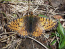 Boloria napaea (Ähnlicher Perlmuttfalter, Weibchen) / CH VS Zinal La Latta 1900 m, 28. 07. 2009