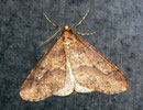 Erannis defoliaria (Grosser Frostspnner) / GEOMETRIDAE/Ennominae (Spanner)