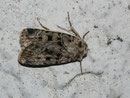 Chersotis multangula (Braune Labkrauteule) / NOCTUIDAE (Eulen)