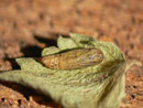 Idaea seriata (Puppe aus Zucht.)