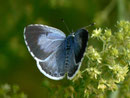 Celastrina argiolus Faulbaum-Bläuling) / LYCAENIDAE/Polyommatini (Bläulinge)