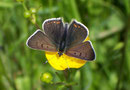 Lycaena tityrus (Brauner Feuerfalter, Männchen) / LYCAENIDAE/Lycaeninae (Bläulinge)