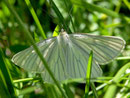 Siona lineata (Schwarzaderspanner, Hartheuspanner) / GEOMETRIDAE/ Ennominae (Spanner)