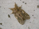 Peridea anceps (Eichen-Zahnspinner) / NOTODONTIDAE (Zahnspinner)
