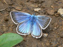 Polyommatus damon (Grünblauer Bläuling, Männchen) / LYCAENIDAE/Polyommatini (Bläulinge)