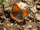 Lycaena phlaeas (Kleiner Feuerfalter) / CH TI Valle di Muggio 650 m, 23. 03.2012