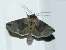 Abrostola asclepiadis (Schwalbenwurz-Höckereule) / NOCTUIDAE/Plusiinae (Eulen)