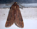Ptilophora plumigera (Frost-Zahnspinner, Weibchen) / NOTODONTIDAE (Zahnspinner)