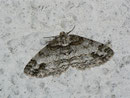 Paradarisia consonaria (Glattbindiger Rindenspanner) / GEOMETRIDAE/Ennominae (Spanner)