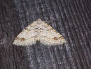 Perizoma didymata (Bergwald-Kräuterspanner) / GEOMETRIDAE/Larentiinae (Spanner)
