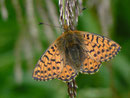 Boloria napaea (Ähnlicher Perlmuttfalter, Weibchen) /  CH VS Val d'Anniviers Zinal Barneuza 2203 m, 04. 07. 2011