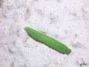 Pararge aegeria (Waldbrettspiel, Raupe) / CH BE Hasliberg 1240 m, 02. 05. 2009